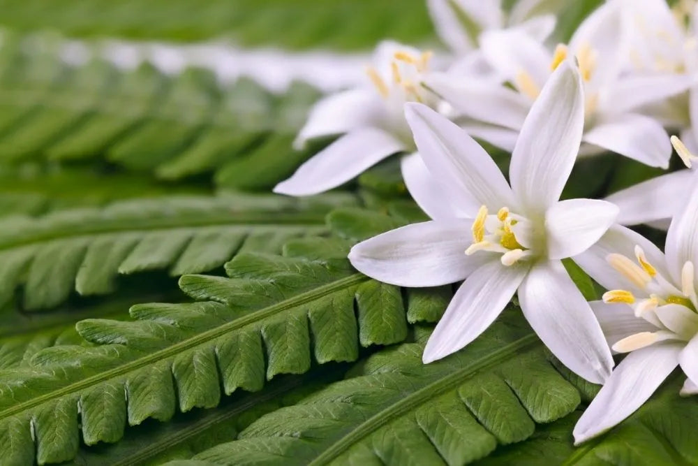 A Flower Formula: Calm the Nerves (1 oz)