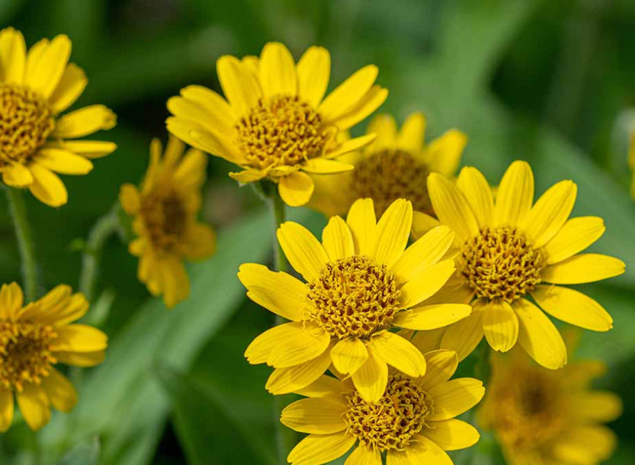 Arnica Flower Essence