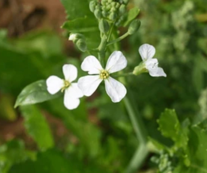 Radish Flower Essence